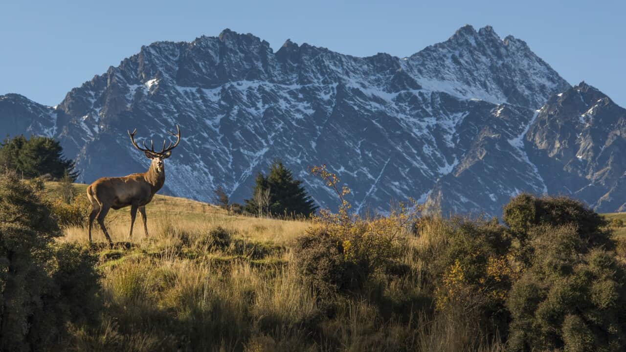 Low angle view of deer standing on mountain against clear sky,Kelvin Heights,Queenstown,New Zealand
