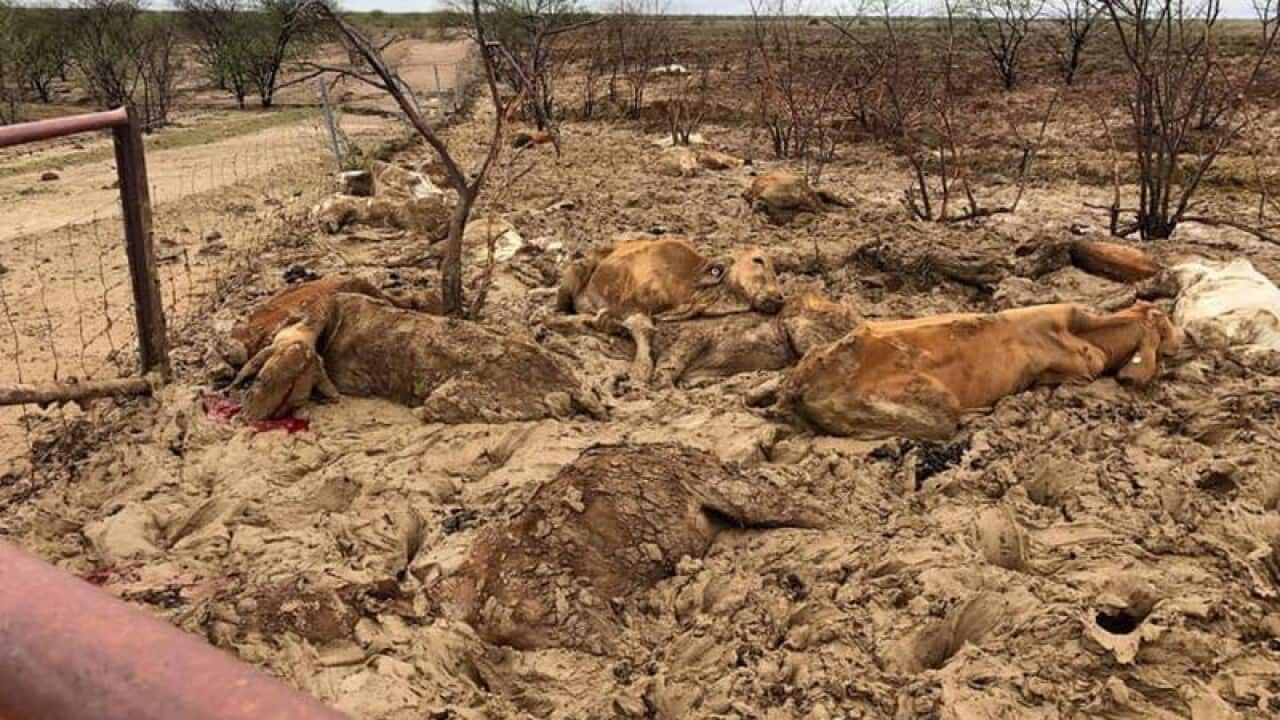 Flooding in north and western Queensland is believed to have killed around 500,000 cattle.