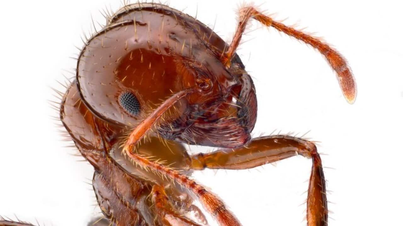 A red imported fire ant, Solenopsis Invicta