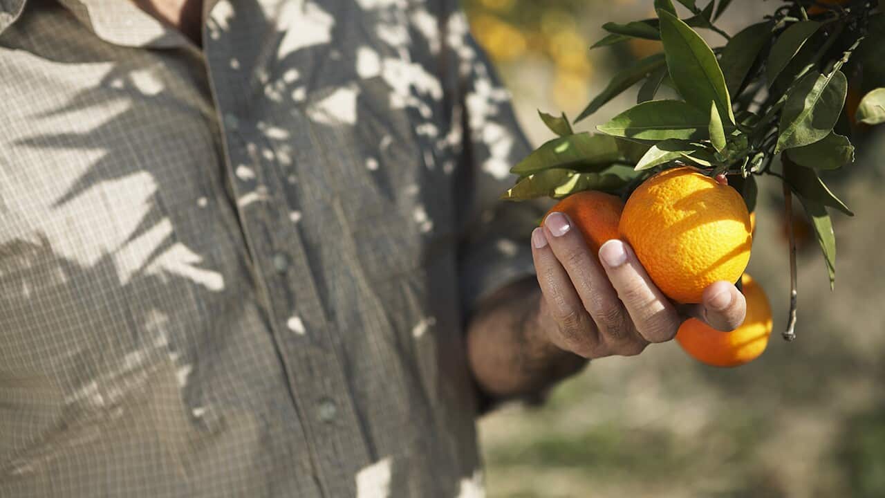 Man touching oranges on tree mid section