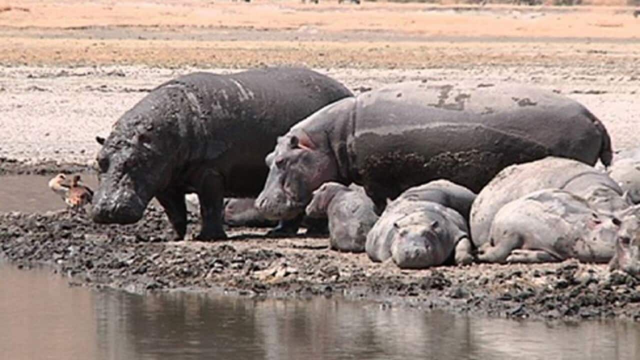 tanzania_tourism_sbs_121231_b_657239545