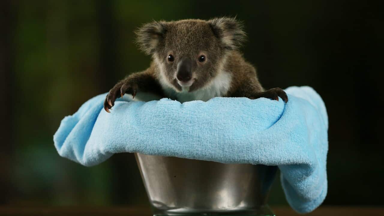 Koala Joeys Get First Health Checks At WILD LIFE Sydney Zoo