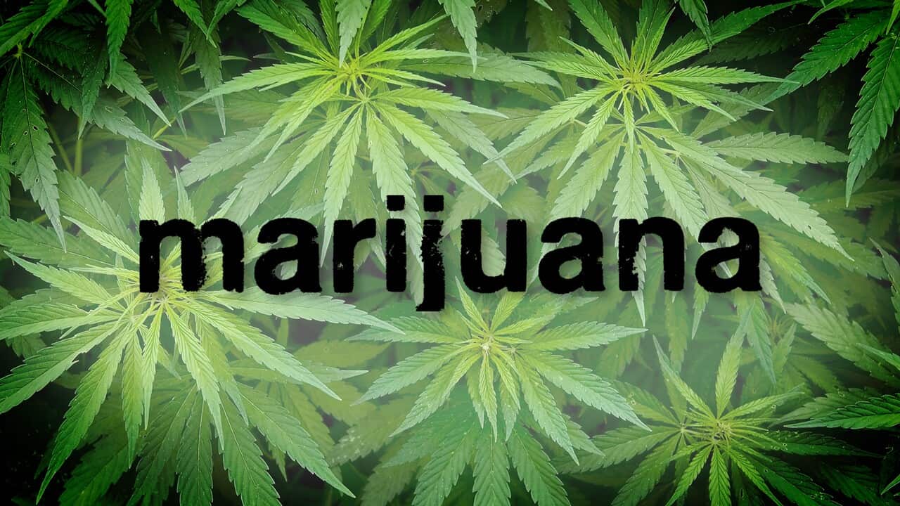 insight-marijuana-web.jpg