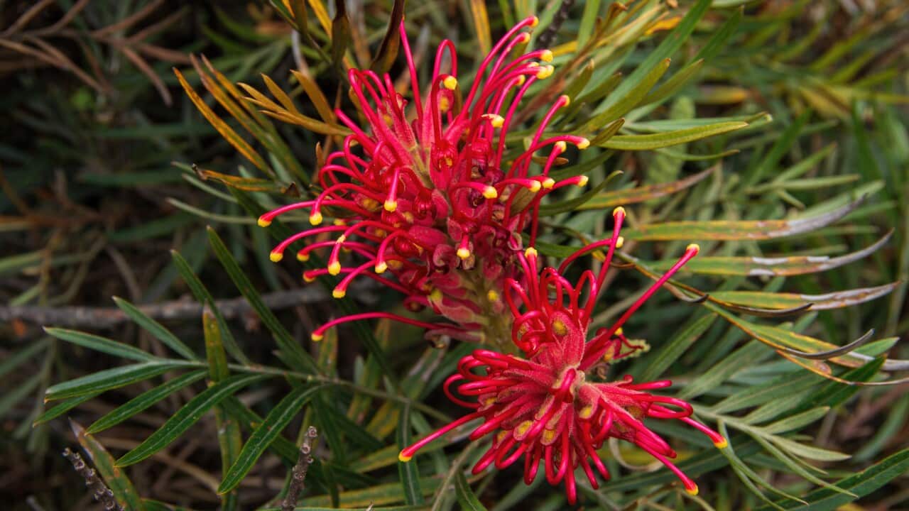 Red and yellow-tipped grevillea bush in bloom