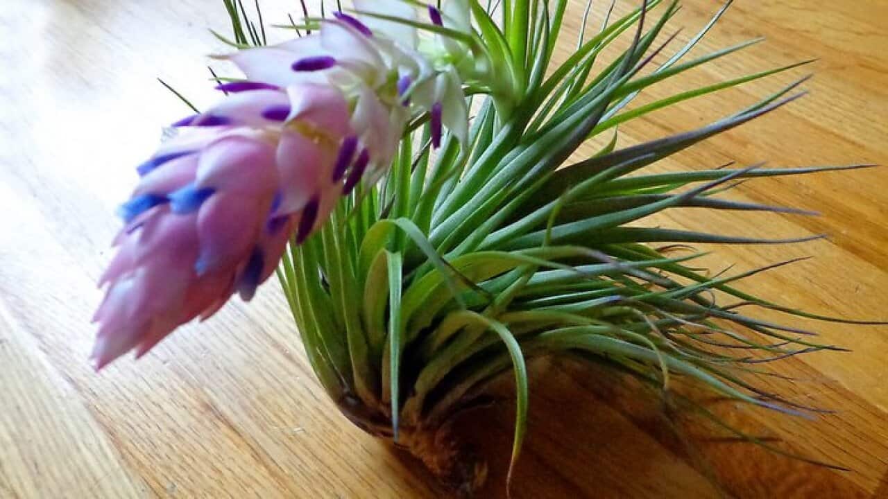 air plants
