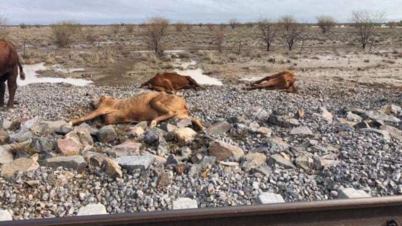 Dead cattle after recent floods in Cloncurry