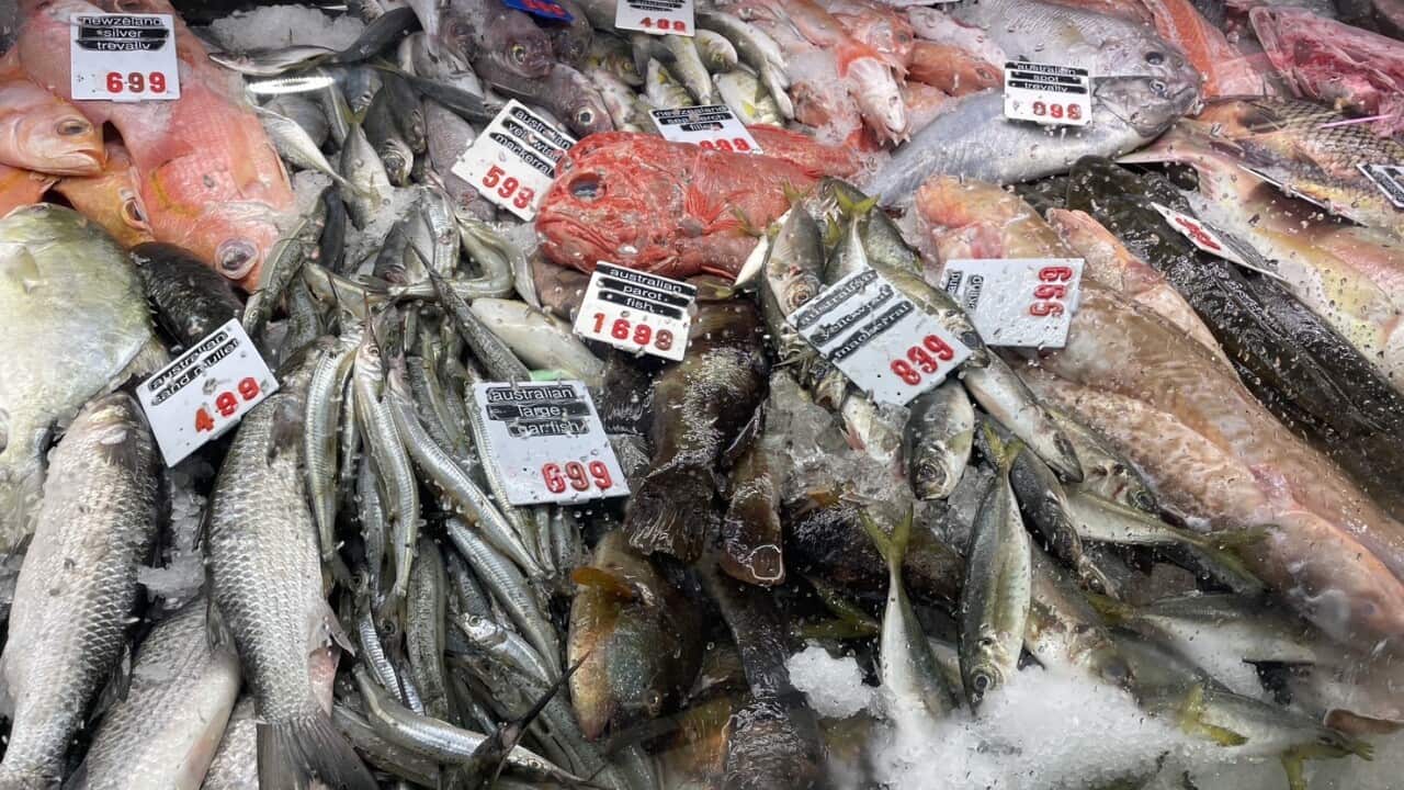 Fish in Australia.jpeg