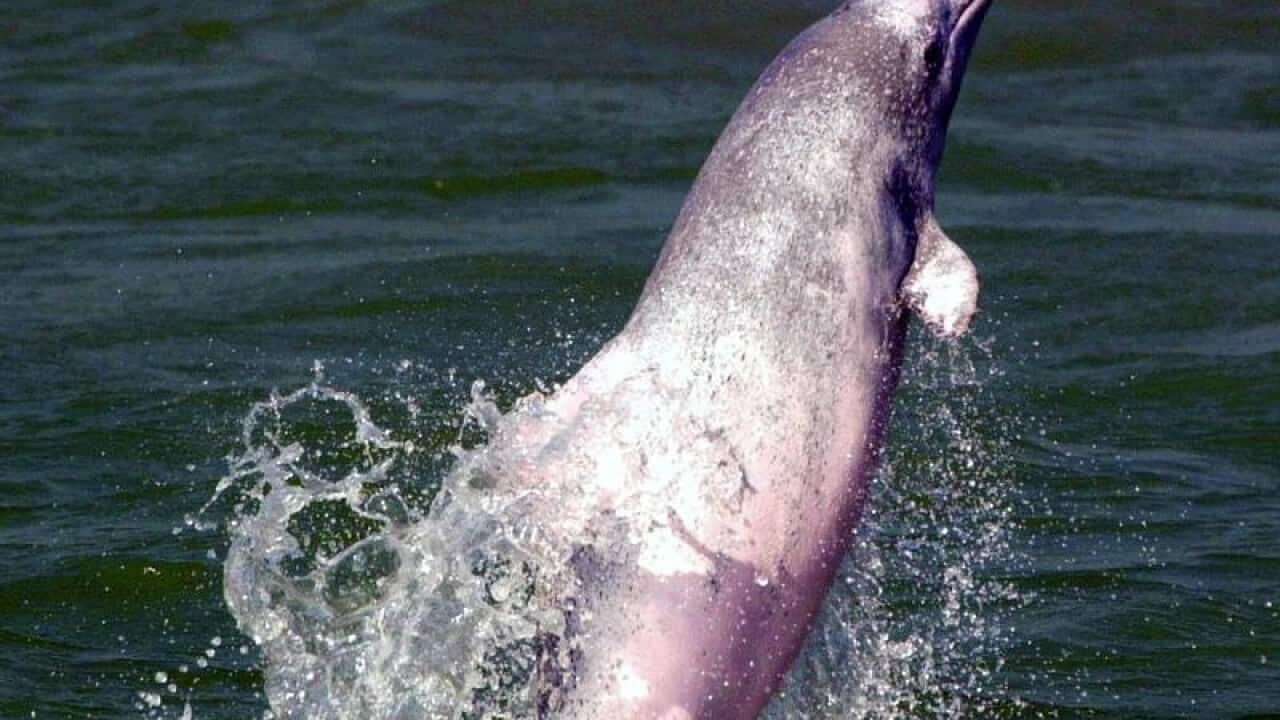 Hong Kong pink dolphin