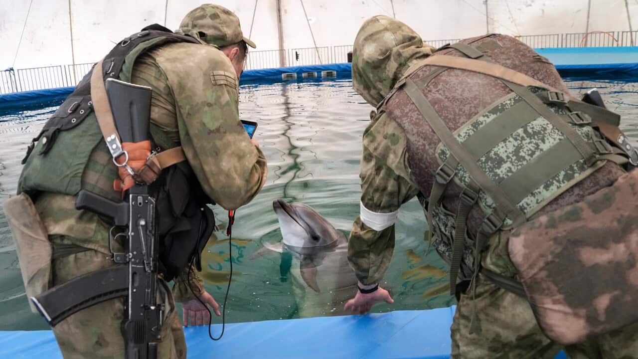 dolphins in Black Sea dying because of war