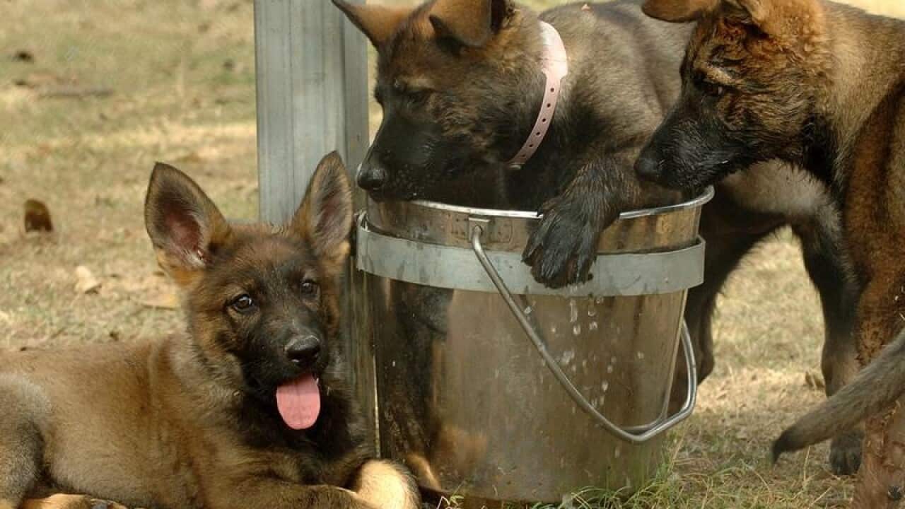 German Shepherd puppies around a steel bucket