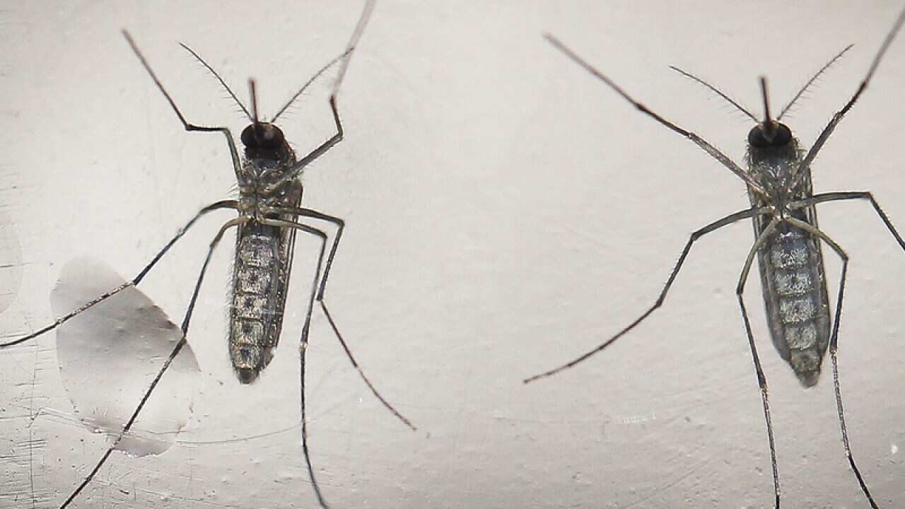 A mosquito 'Aedes aegypti', that transmit the Zika virus
