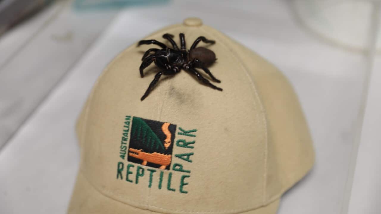 funnel web spider