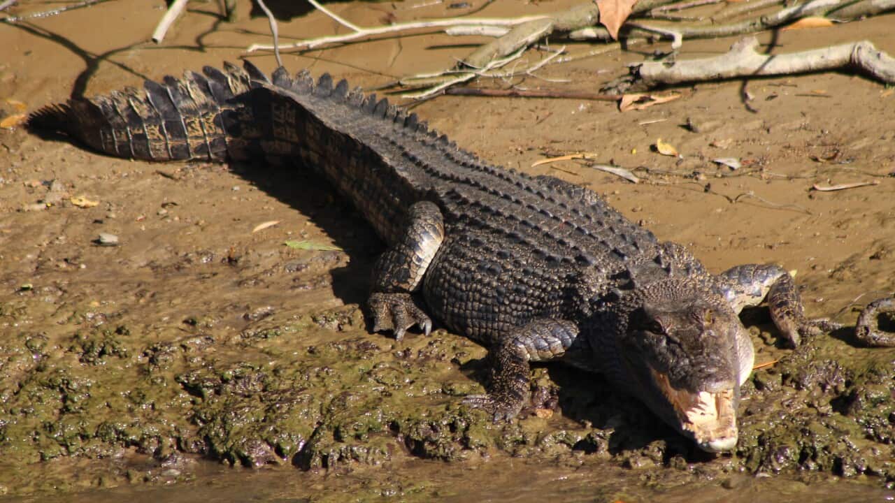 SALTWATER CROCODILE CAIRNS