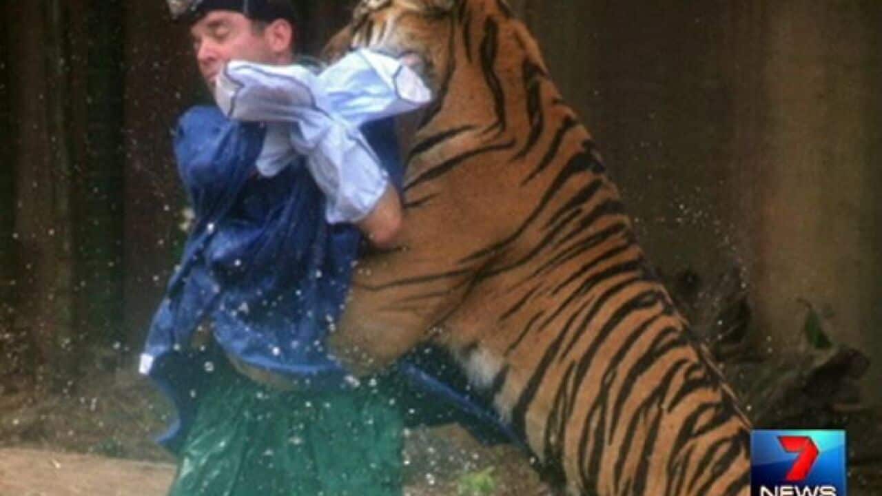 tiger_attack_131127_channel7.jpg