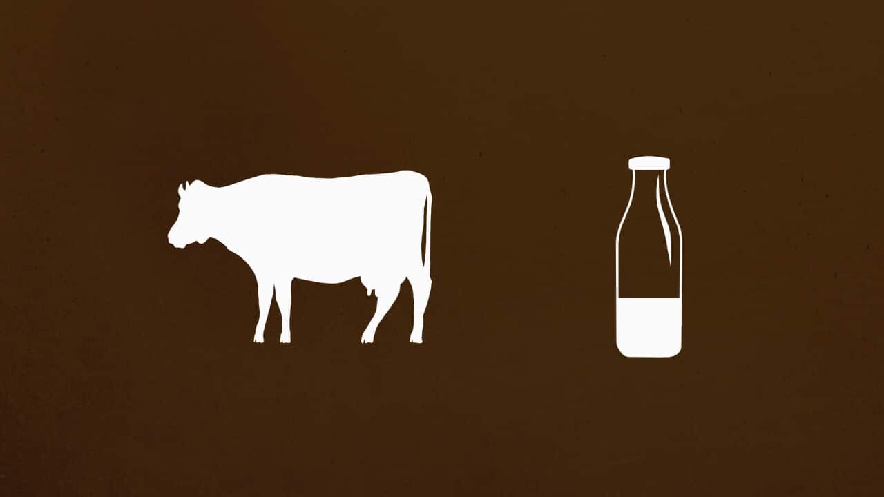 Cow and milk bottle against brown background