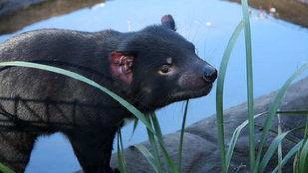 Demonio de Tasmania