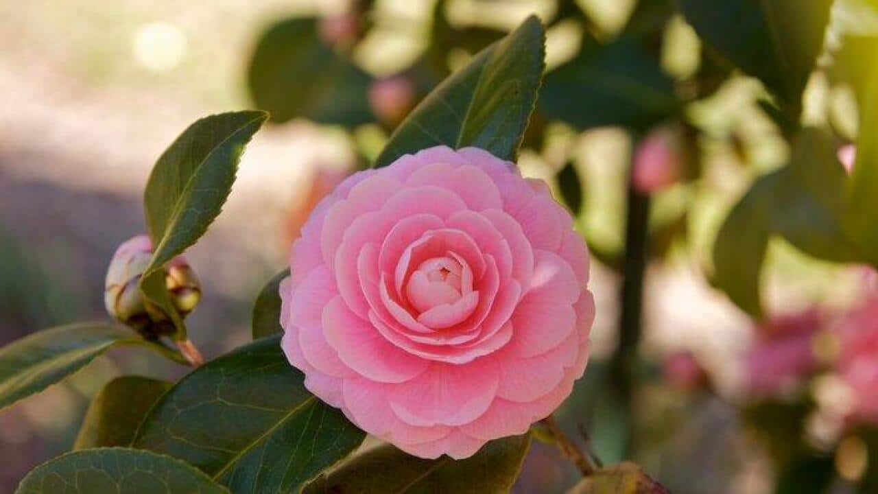 Planting Camellia