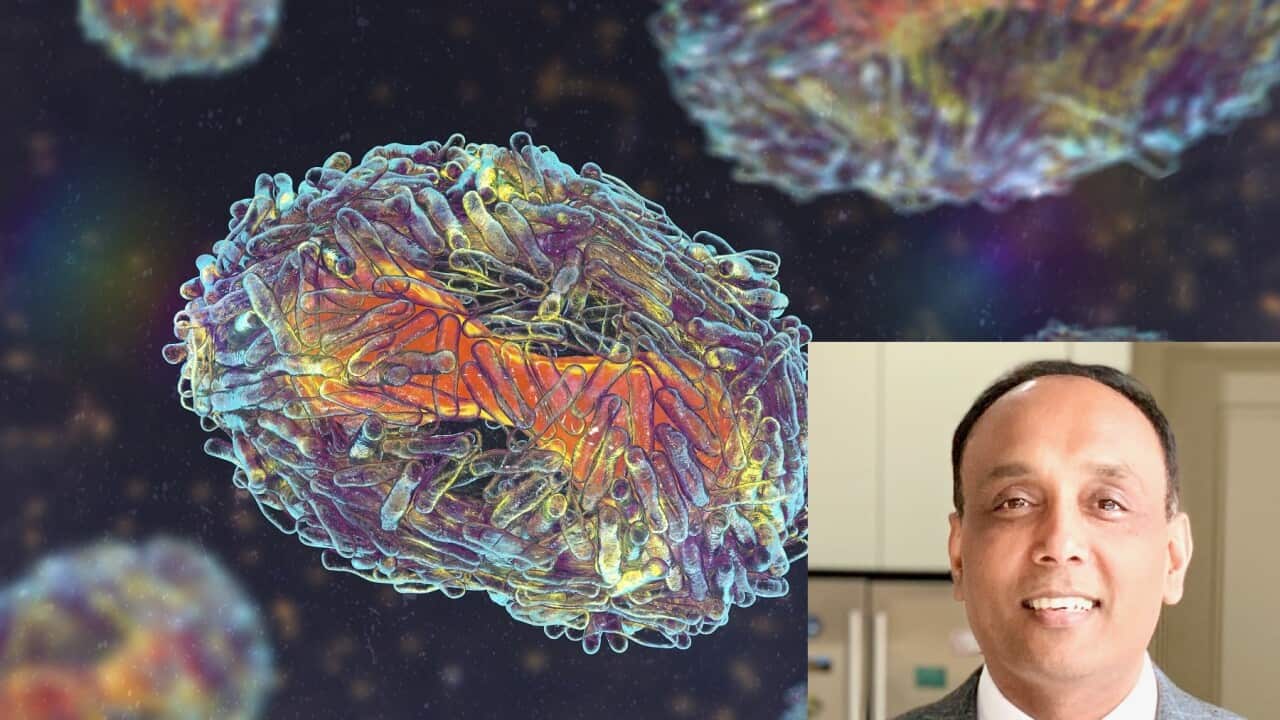 Monkeypox virus particles, illustration