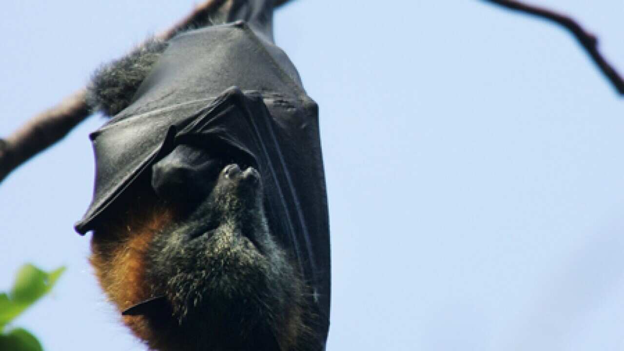 fruitbats_sydney_b_100324_getty_993241861
