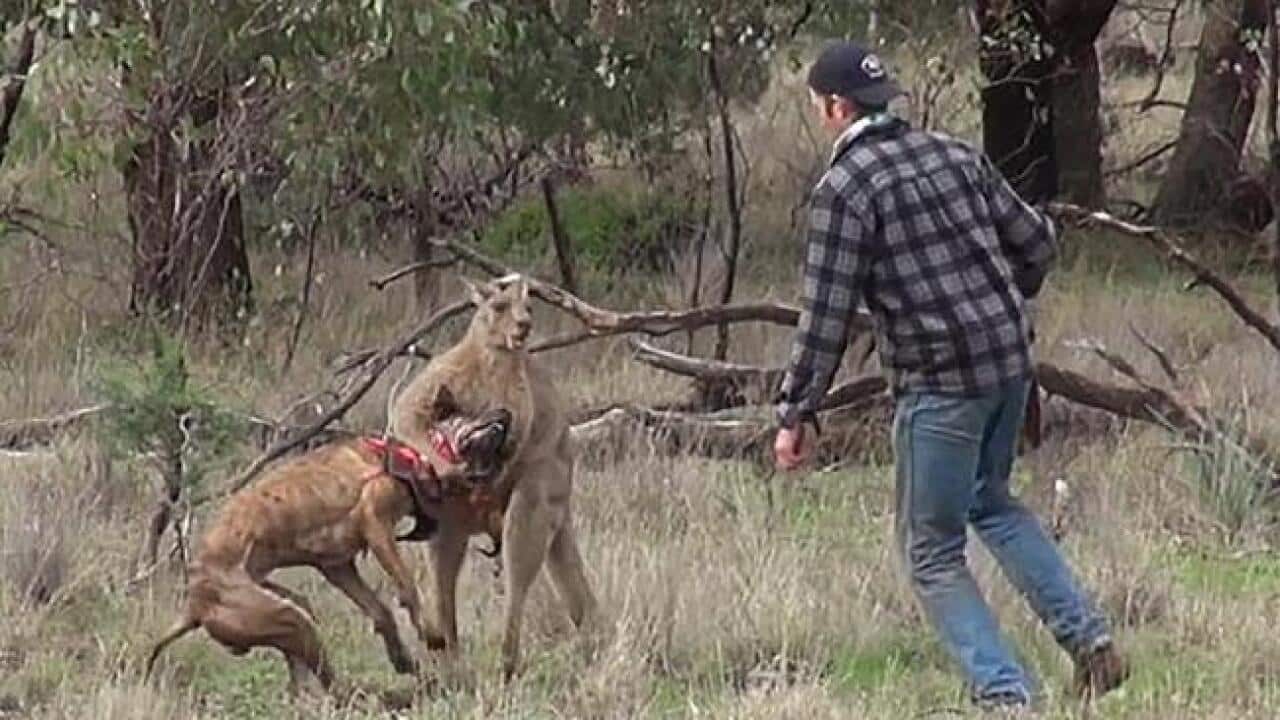 Man fighting a kangaroo