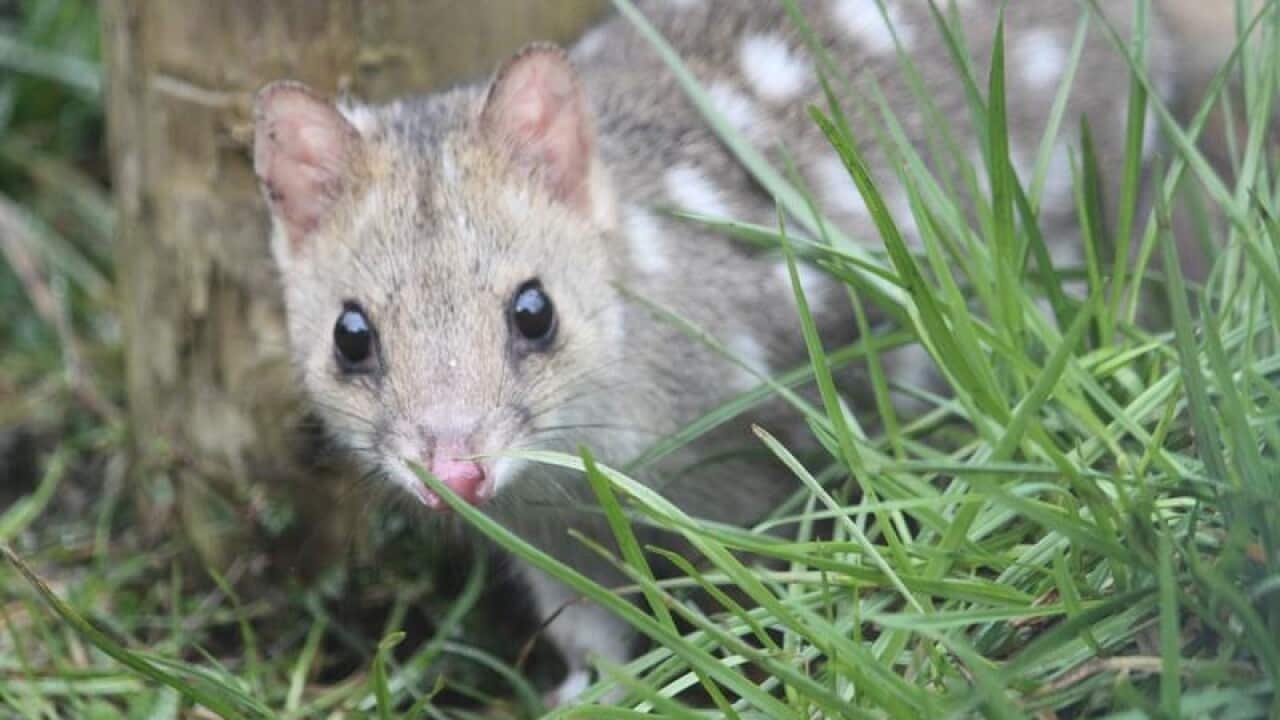 An eastern quoll