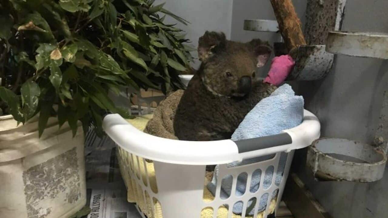 More than 350 koalas predicted to have had lost their lives