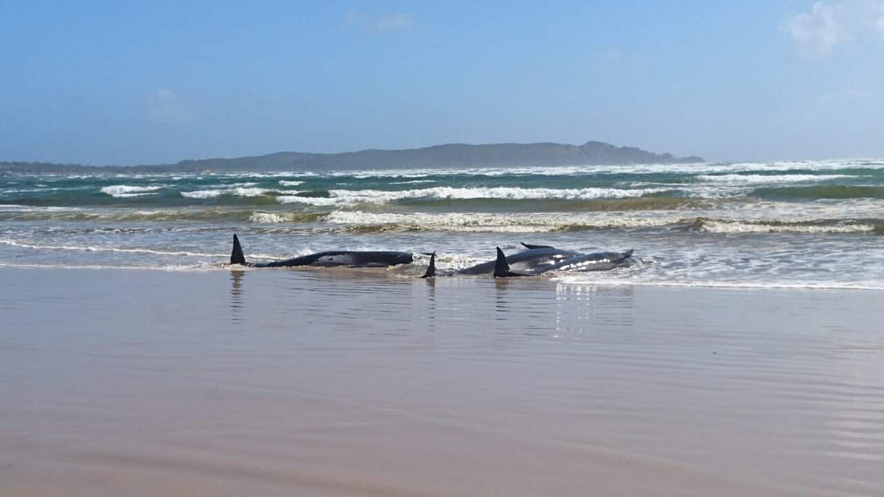 A pod of pilot  whales stranded on a sandbar at Macquarie Harbour, Tasmania, 21September 2020.