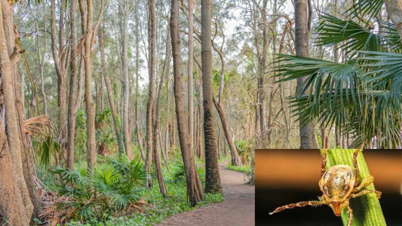 A composite image shows a park scene full of trees on the left. On the right is an image of a tick.
