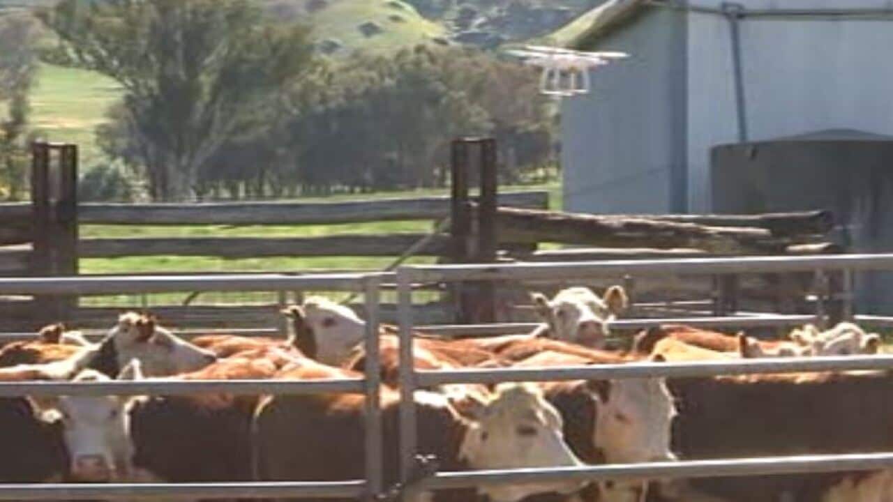 A drone hovers over a herd of cattle. 