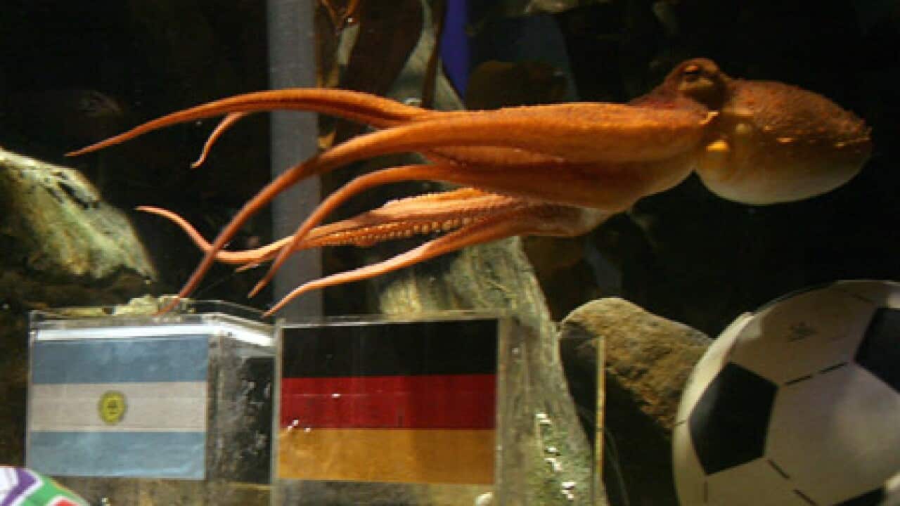 paul+octopus_100709_B_getty_1663763505