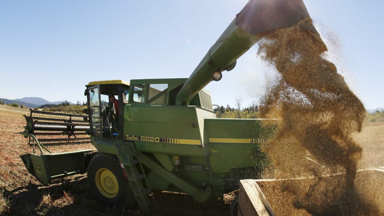 A farmer discharges quinoa