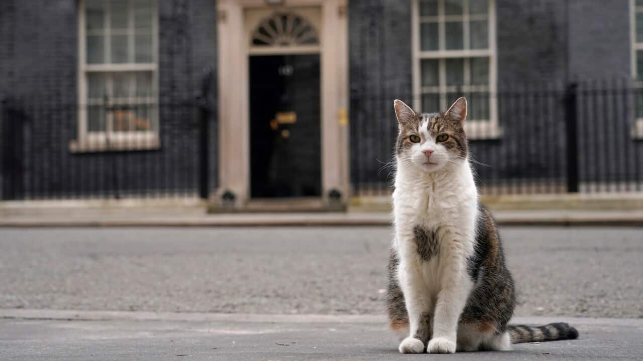 Britain Larry The Cat Photo Gallery