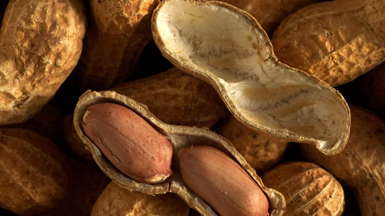 Groundnuts / Peanuts - showing seed case
