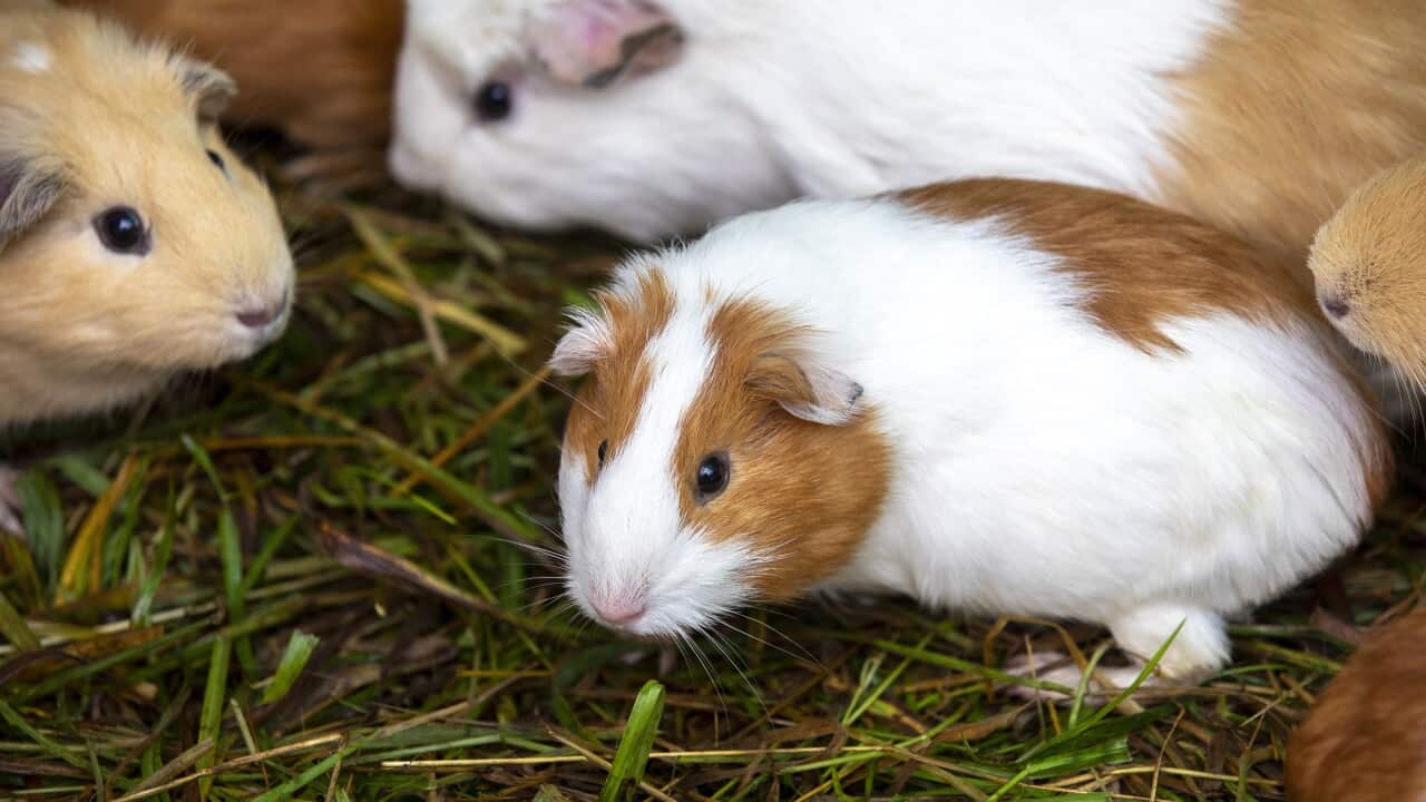 A group of guinea pigs.