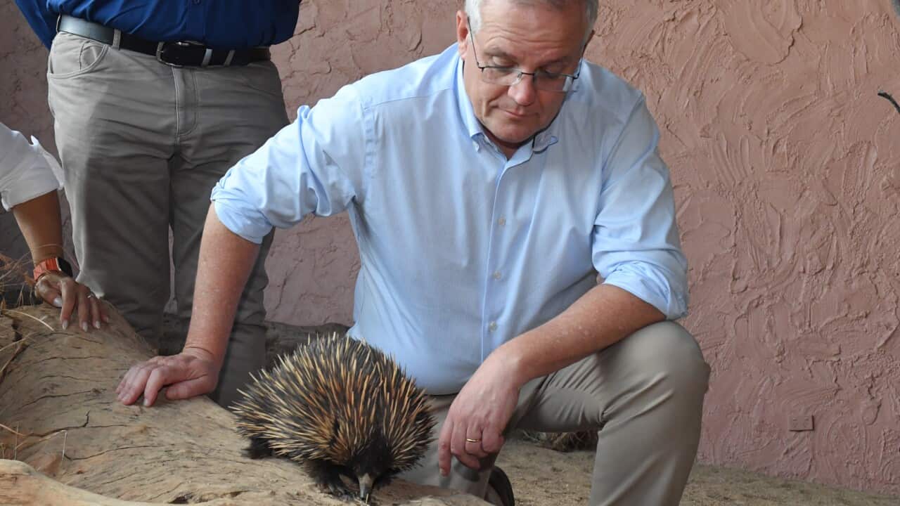 Prime Minister Scott Morrison poses with an echidna at the Alice Springs Desert Park on Day 14 of the 2022 federal election campaign, in Alice Springs, in the seat of Lingiari. Sunday, April 24, 2022. (AAP Image/Mick Tsikas) NO ARCHIVING