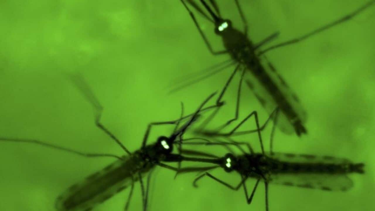 Mosquitoes seen under a microscope