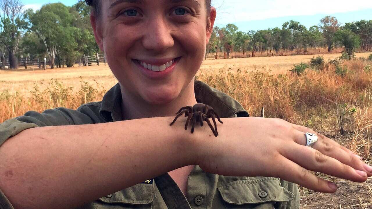 Adelaide University PhD student Sophie Harrison with a new genus of tarantula she discovered in the Judbarra/Gregory National Park, NT, June 5 2015. (AAP Image/Bush Blitz)
