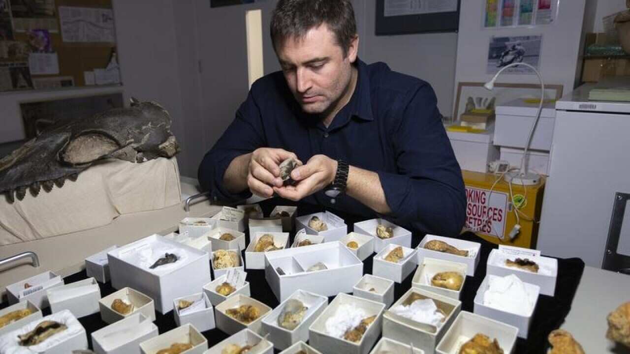 MUSEUMS VICTORIA WHALE FOSSILS