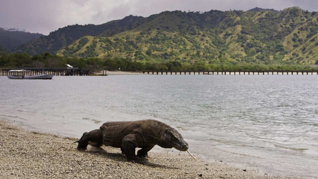 Komodo dragon at Komodo National Park