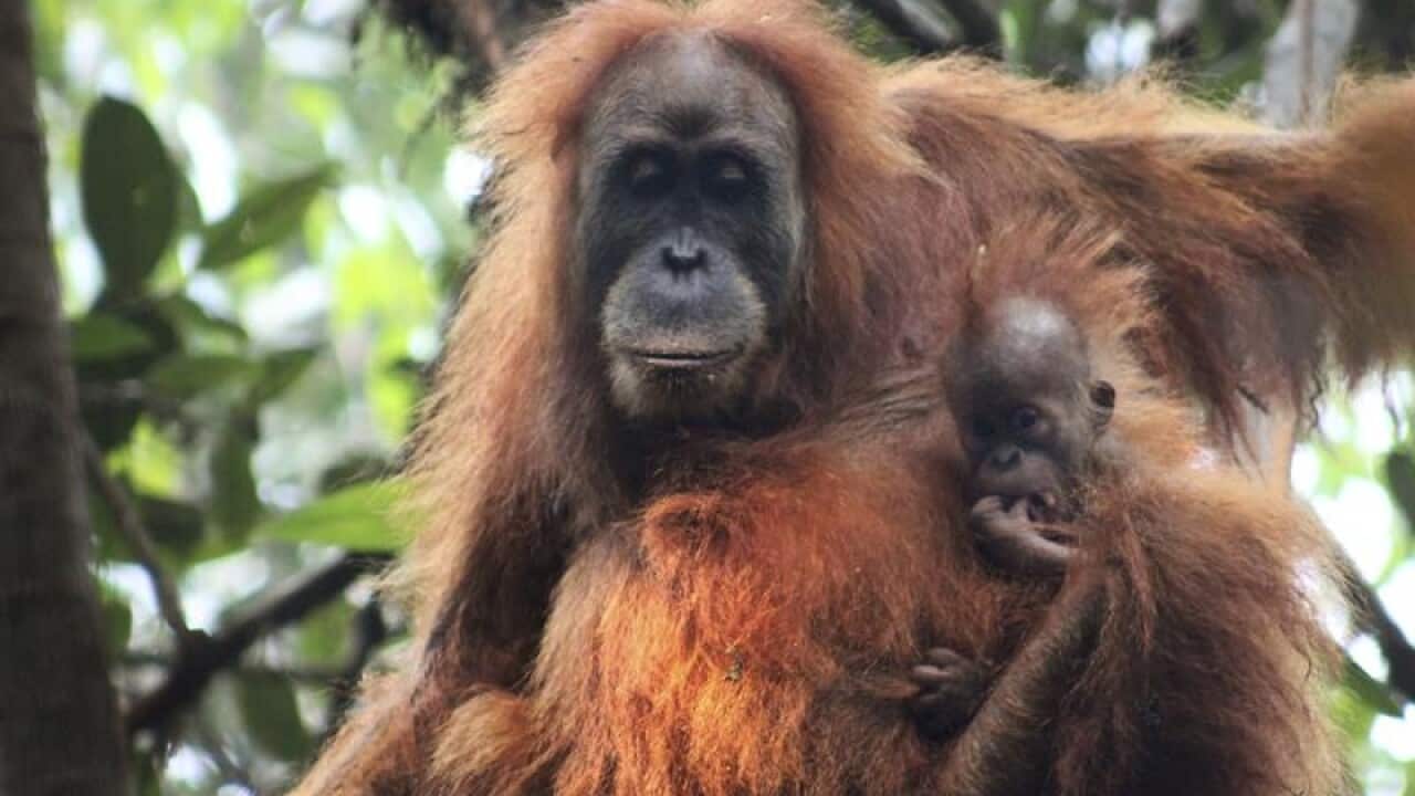 Tapanuli orangutan with its baby in Batang Toru Ecosystem in Tapanuli