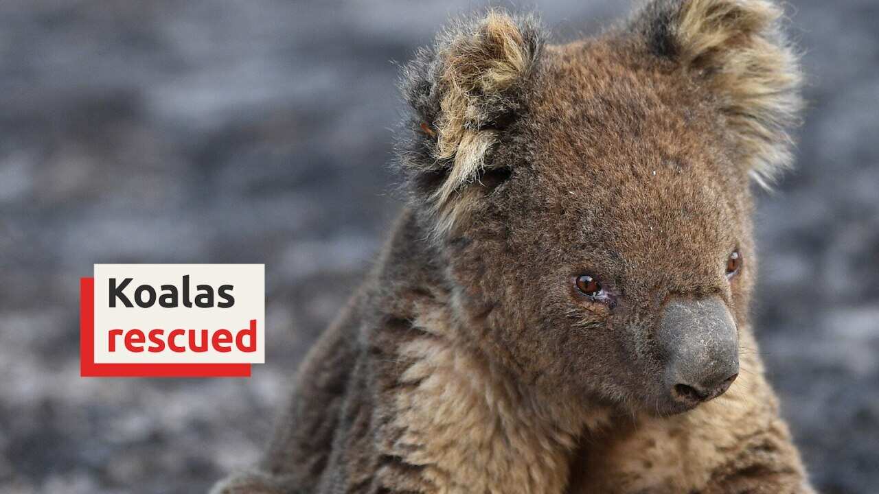 Australian army vets treat injured koalas on Kangaroo Island