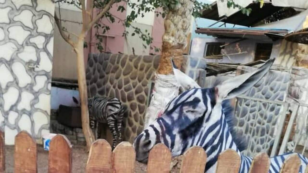 Mahmoud Sarhan visited the Cairo International Park.