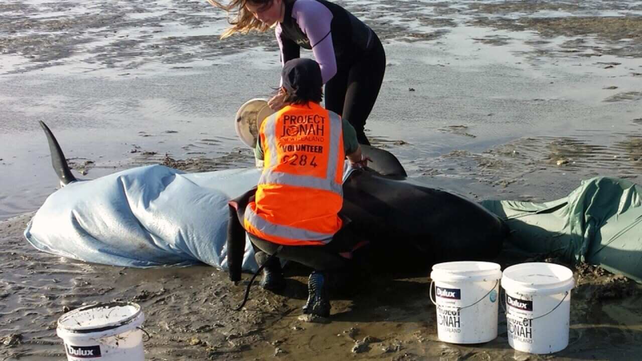 Volunteers caring for stranded pilot whales on Farewell Spit