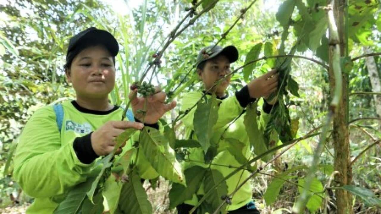 Masyarakat memanen kopi dalam program perhutanan sosial.v2.foto dok Indonesia.go.id.jpeg