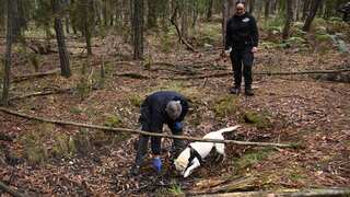 Two people and a cadaver dog search in the woods