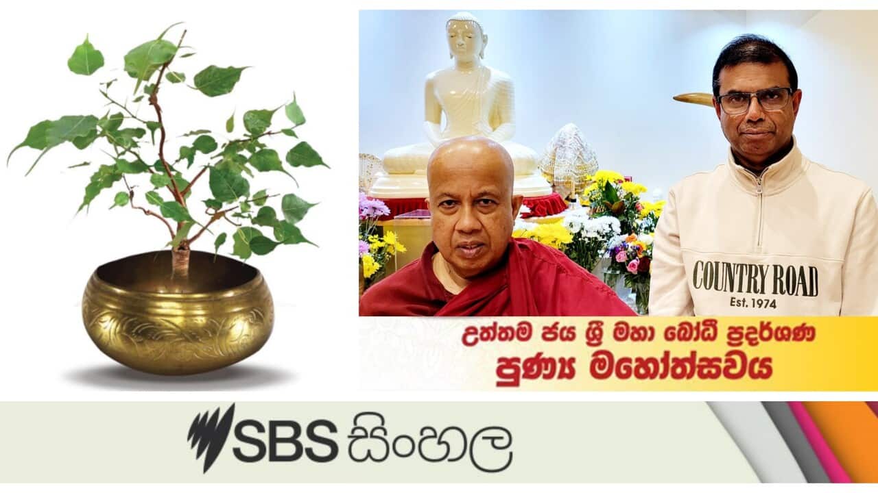 ceremony of the sacred sapling of Jaya Sri Maha Bodhi at Dhamma Sarana Buddhist temple in Keysborough