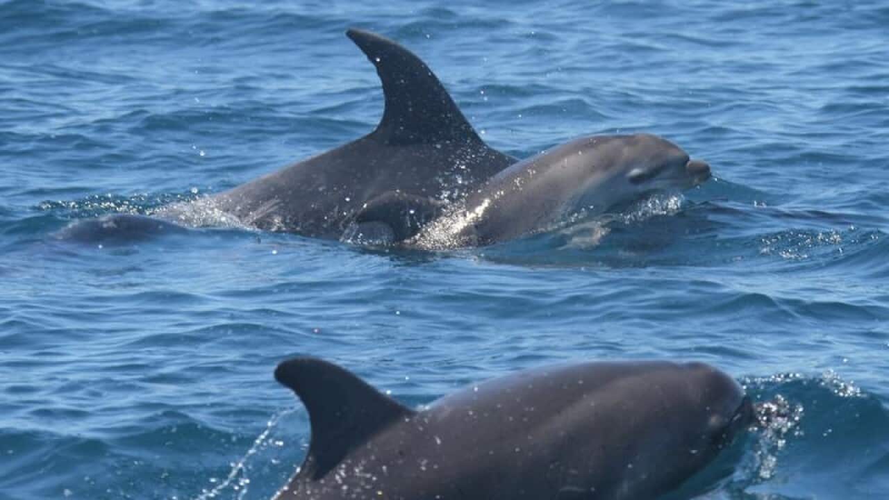 A mourning bottlenose dolphin carrying the body of her dead calf.