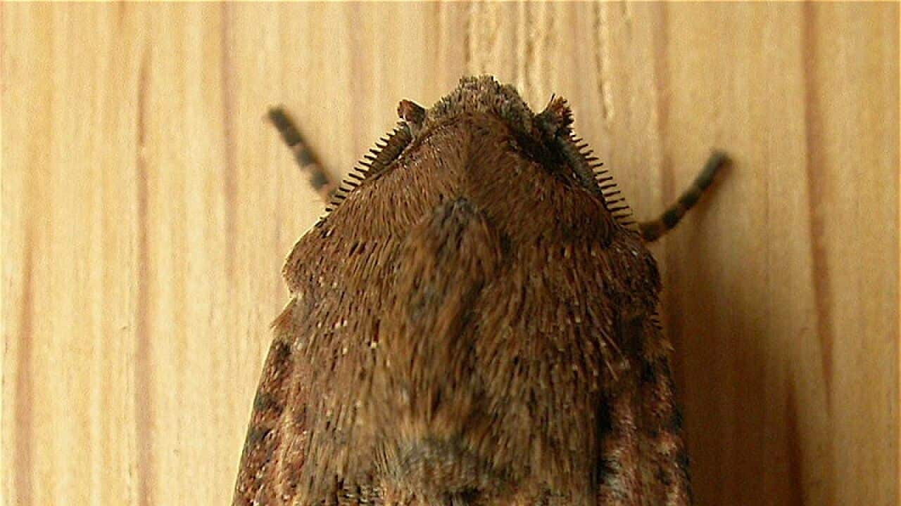 800px-Agrotis_infusa_Donald Hobern_Flickr.jpg