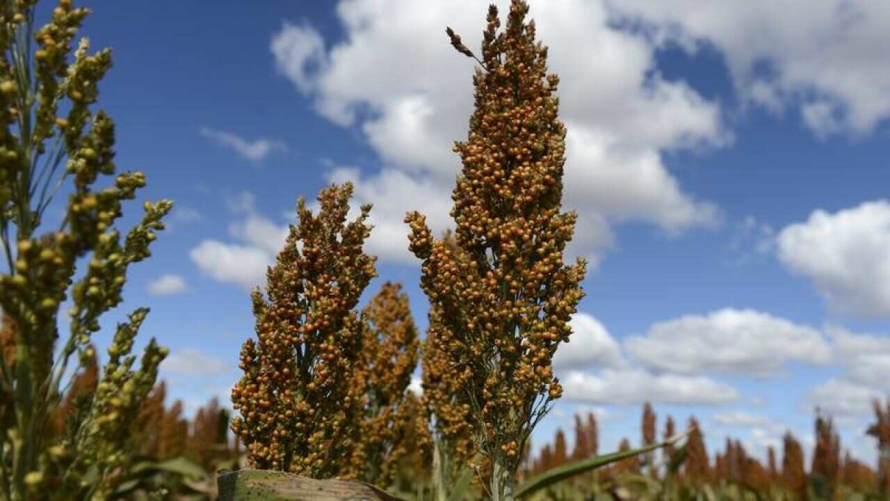 A field of sorghum seen near Dalby, west of Brisbane.