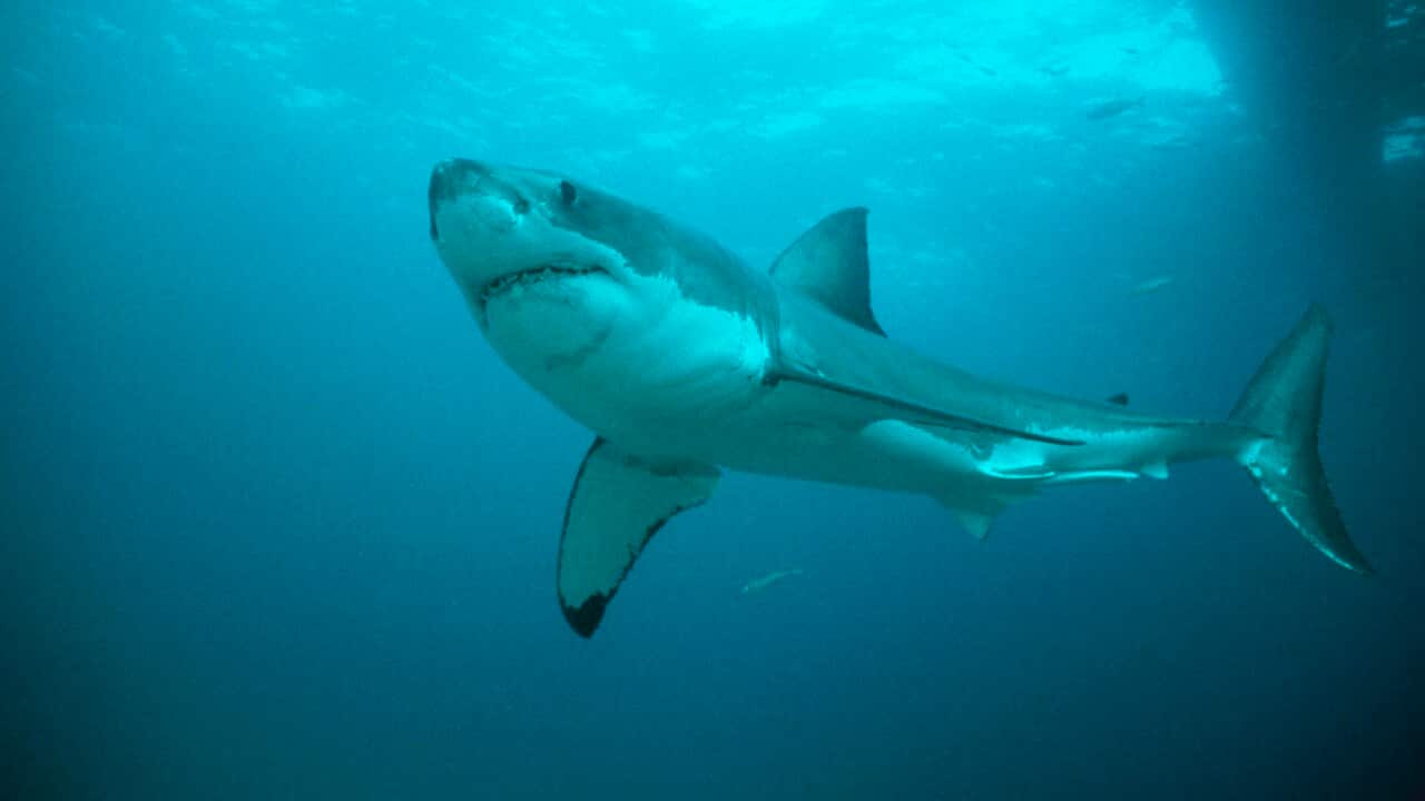 Great White / White / White Pointer SHARK